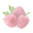 Raspberry: May Early harvest season